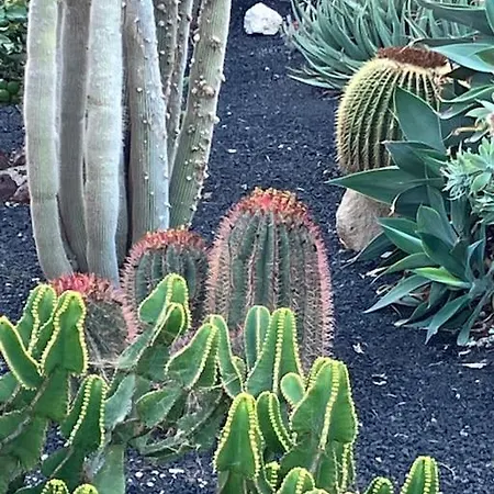 Casa Cactus Tenerife Daire